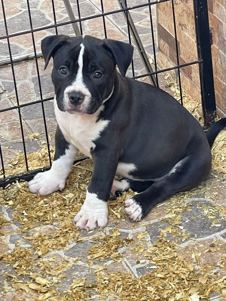 American Bully menina
