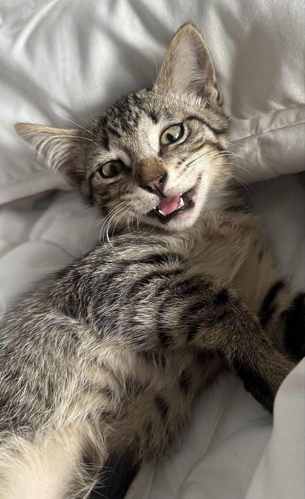 Gato para adoção
