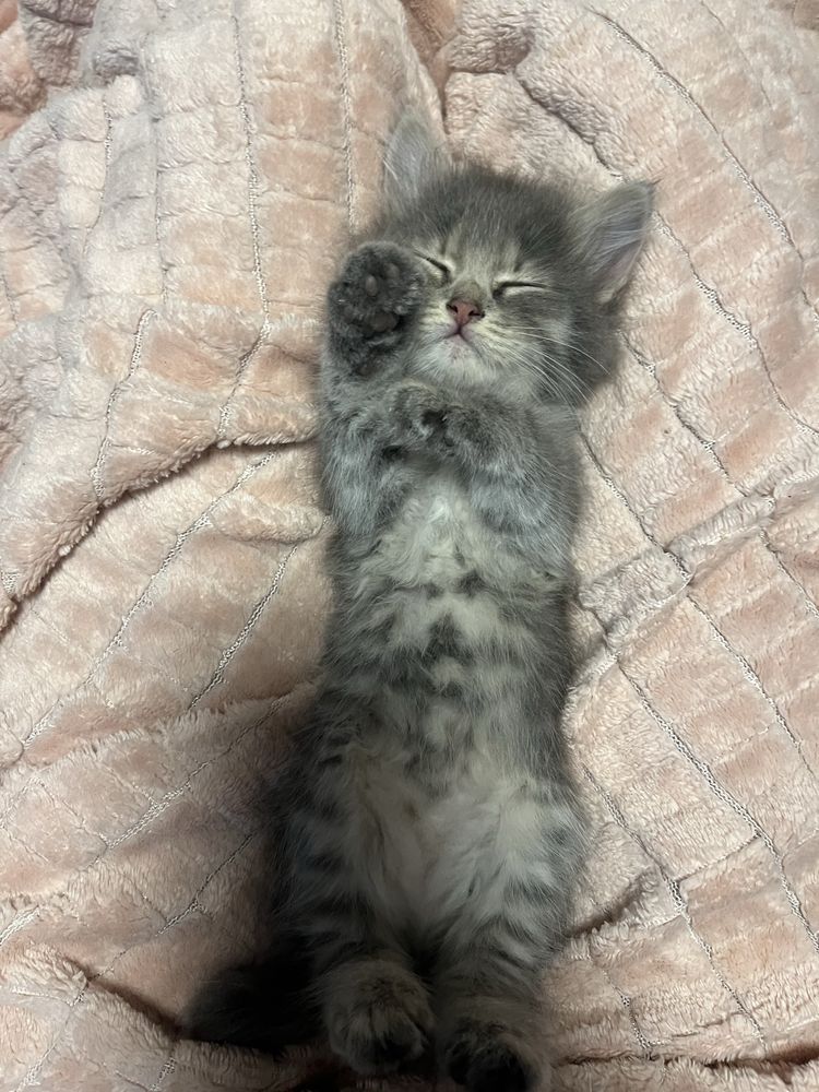 Котёнок девочка,отдадим в хорошие руки)