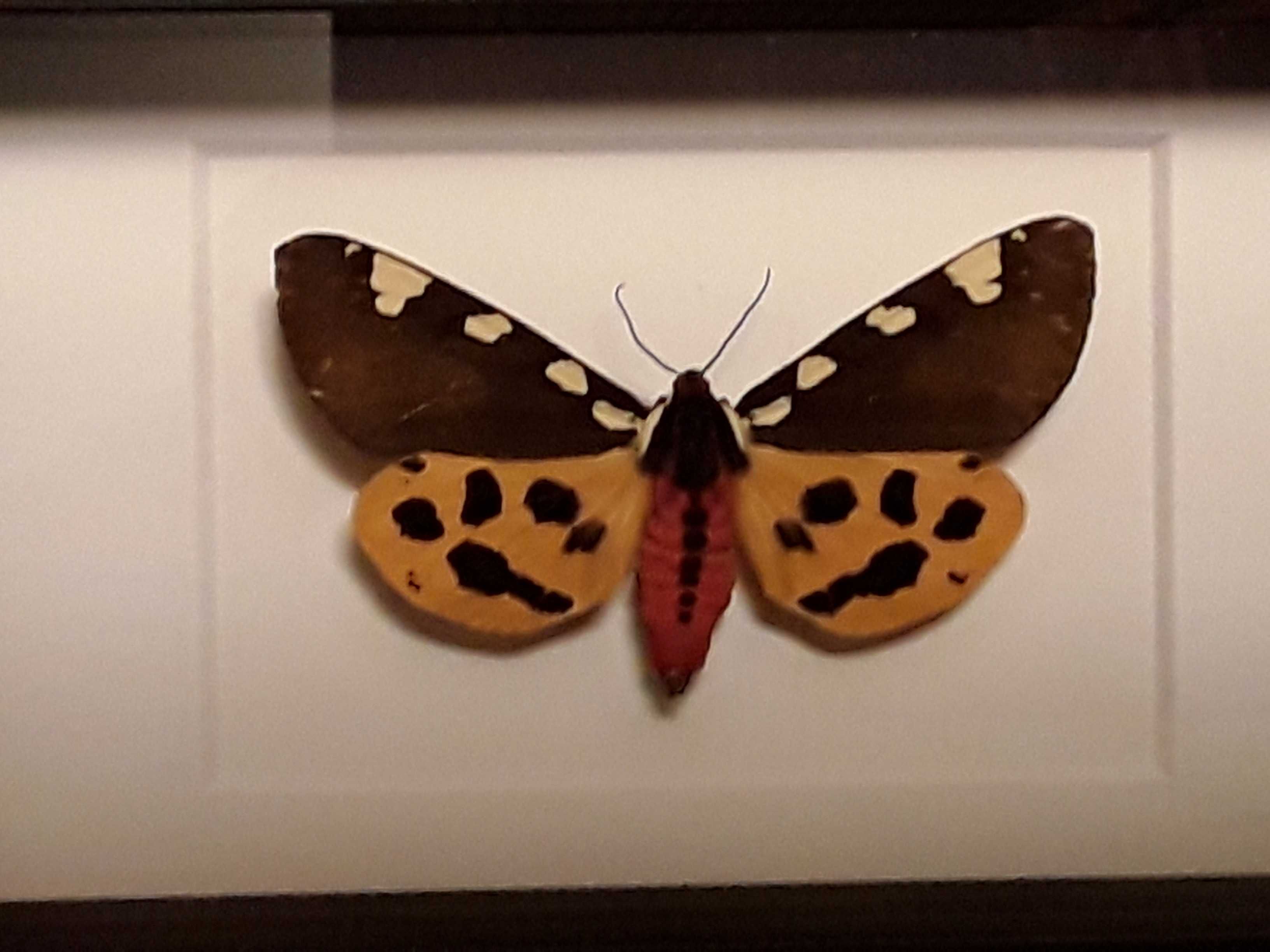 Motyl w ramce 15x10 cm . Pericallia matronula 75 mm .