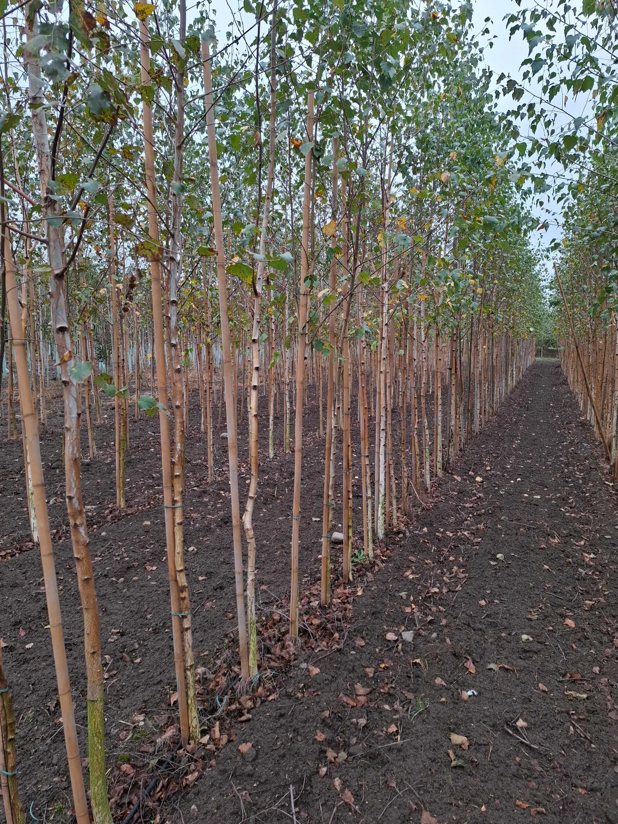 brzoza brodawkowata, Betula pendula