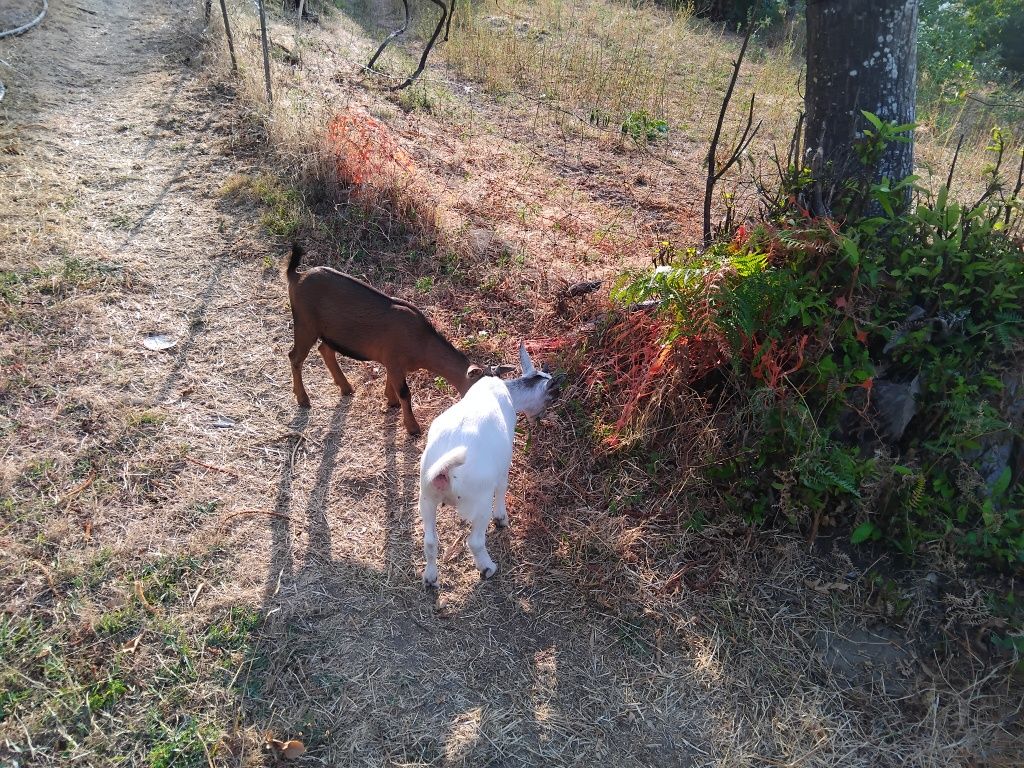 Vendo cabritas anãs
