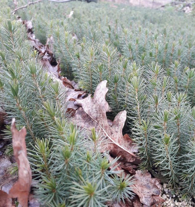 Świerk serbski - Picea omorika sadzonki