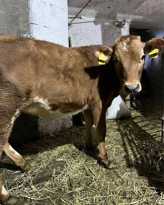 Jałówka rasy Jersey