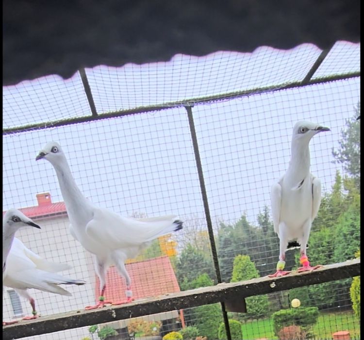 Srebrniaki wysyłam adeno chudnięcie kręciek