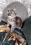 Maine Coon - kotka