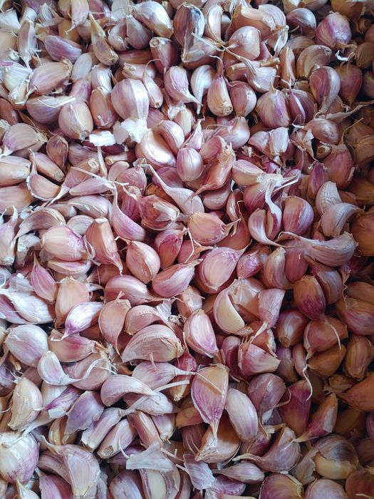 Czosnek zimowy Harnaś ząbkowany