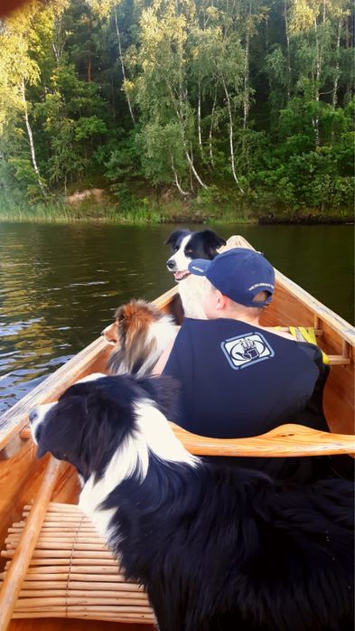 Szczeniak Owczarek Border Collie suczka rasowa dziewięc tygodni