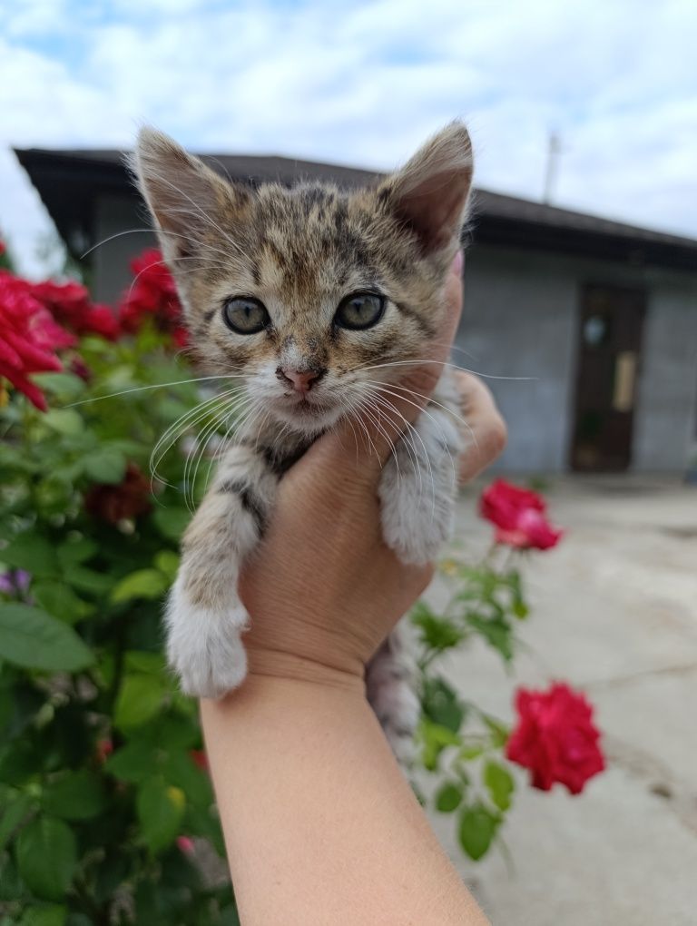 Кошенята  віддам безкоштовно