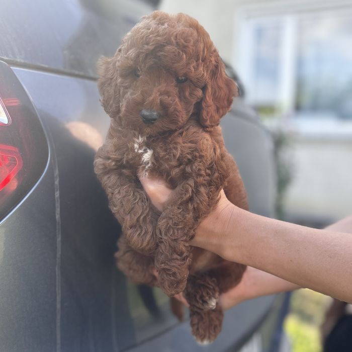 Мальтип хлопчик шоу классу.