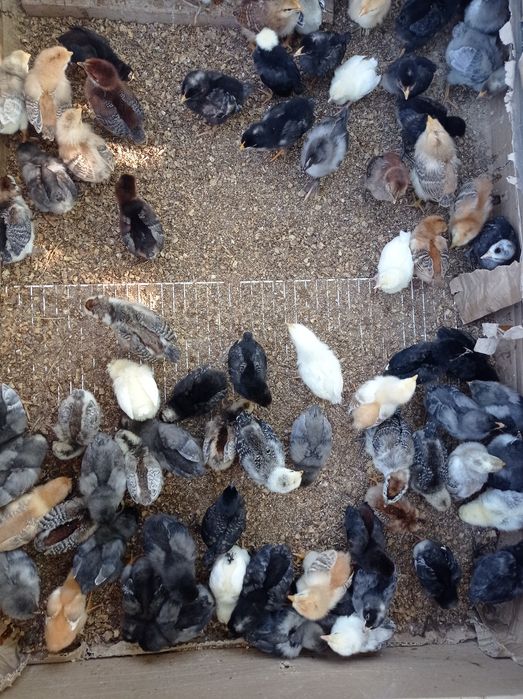 Kury Kurczaki kurczęta rosa leghorn marans dominat arakuana susex i in