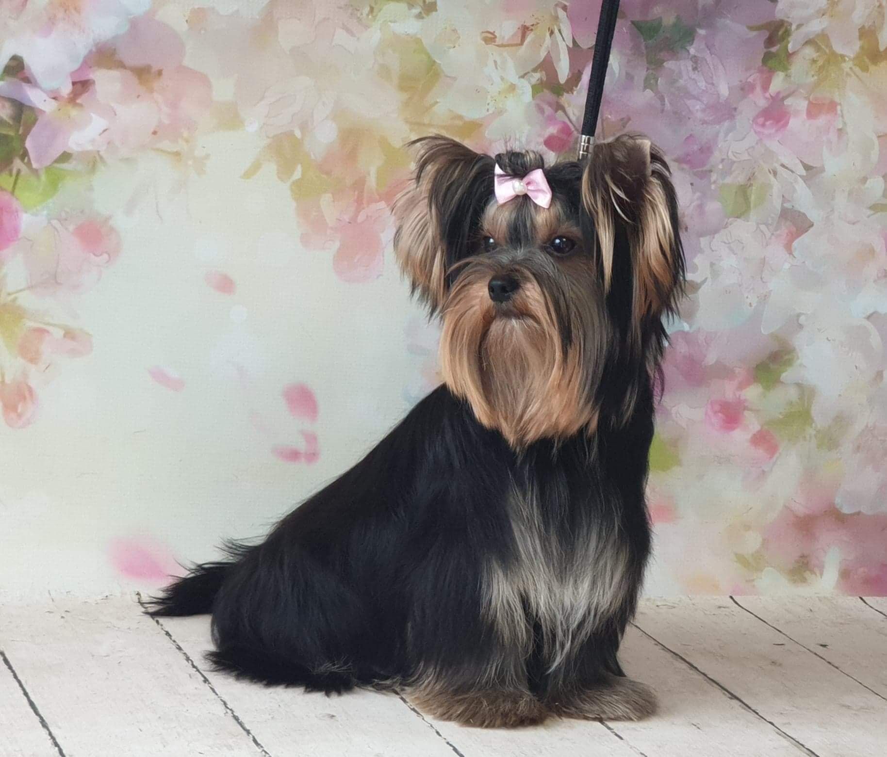 Yorkshire Terrier ZKwP/FCI - york, yorki, suczka
