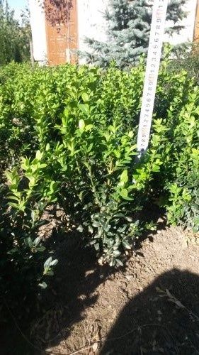 Самшит вечнозелёный 25-30см