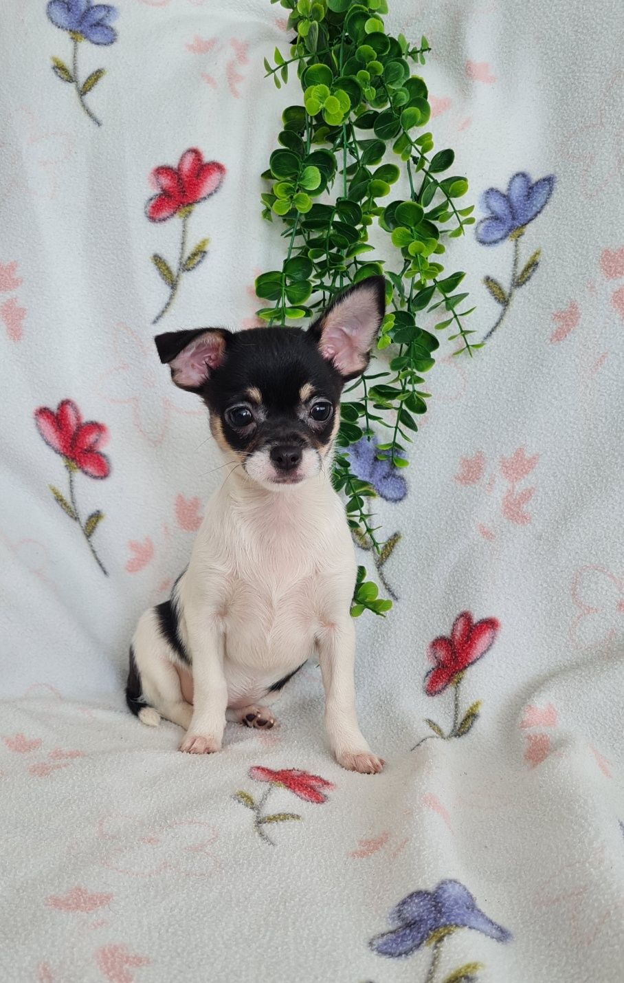 Estupenda bonequinha mini Chihuahua/Chiuaua. LinhagemRussa. Qualidade
