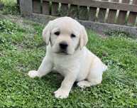 Labrador Retriever FCI - szczeniak piesek