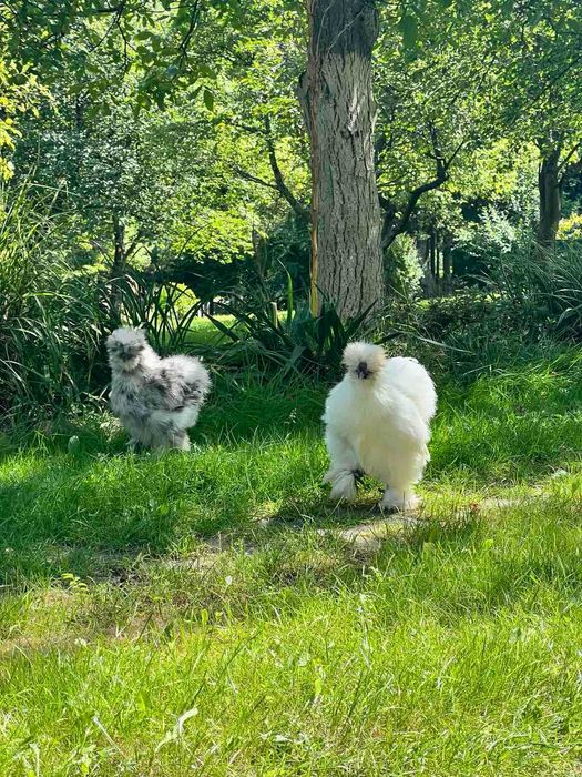 biały kogut silkie z szarą kurą