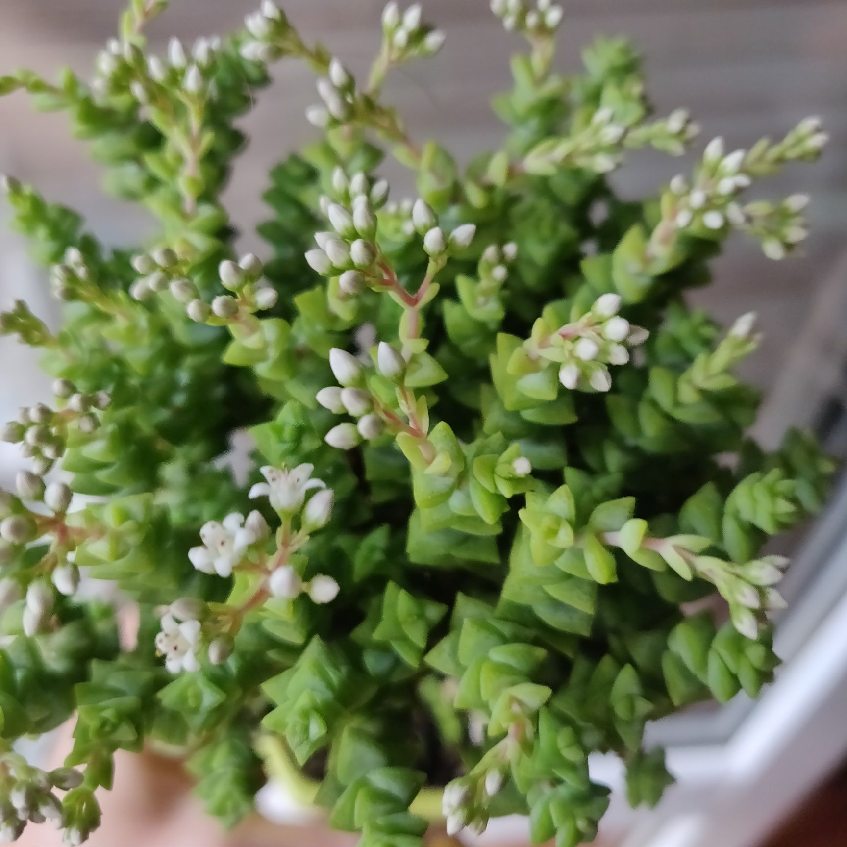 Крассула рупестрис Том тумб - Crassula rupestris - суккулент