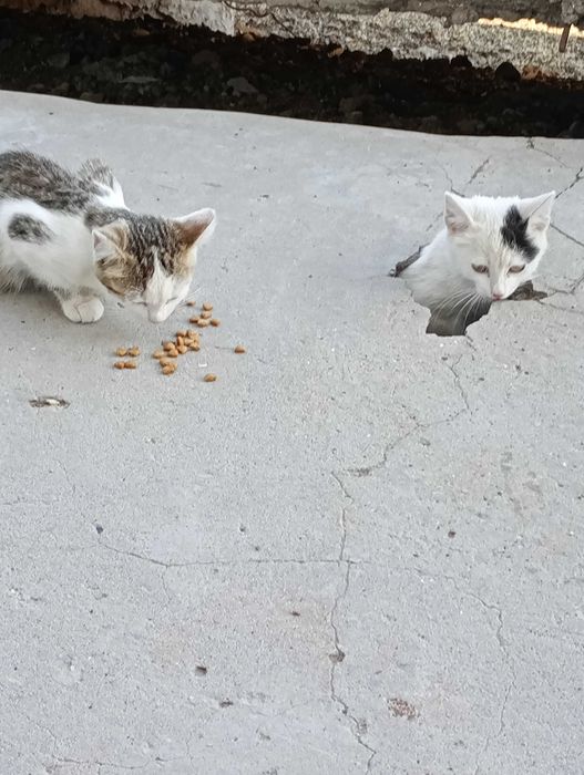 БЕЗКОШТОВНО!!! Кошенятка в добрі руки!!!