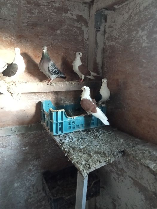 Sprzedam parę mewek