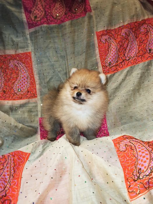 Щенки померанского шпица