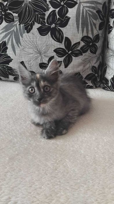 Віддам даром в хороші руки кошеня (дівч. 2 міс.  Єгипетська МАУ)