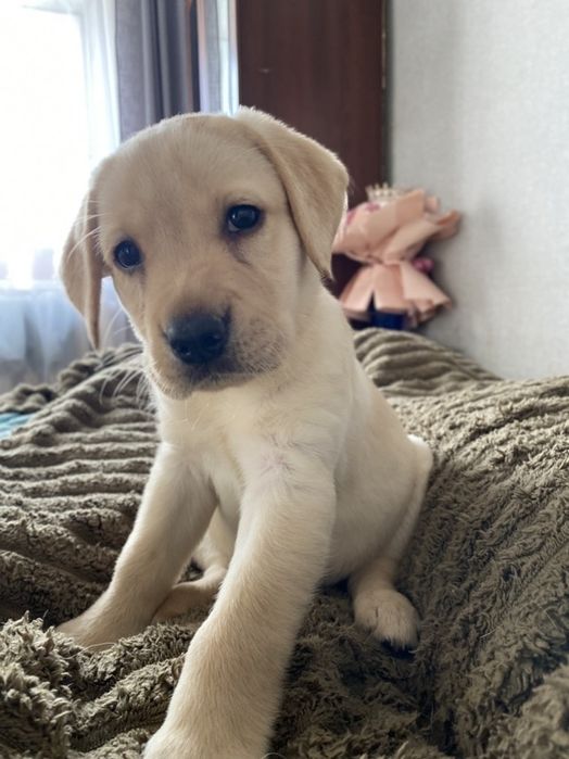 Продаются Лабрадора ретривер