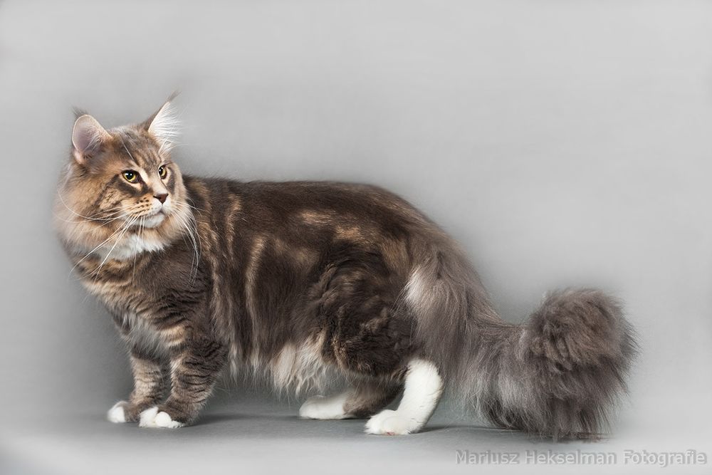 Maine Coon-koteczka po Championie
