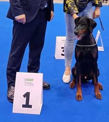 Samiec dobermana po Championie z bardzo dobrym rodowodem ZKwP (FCI)