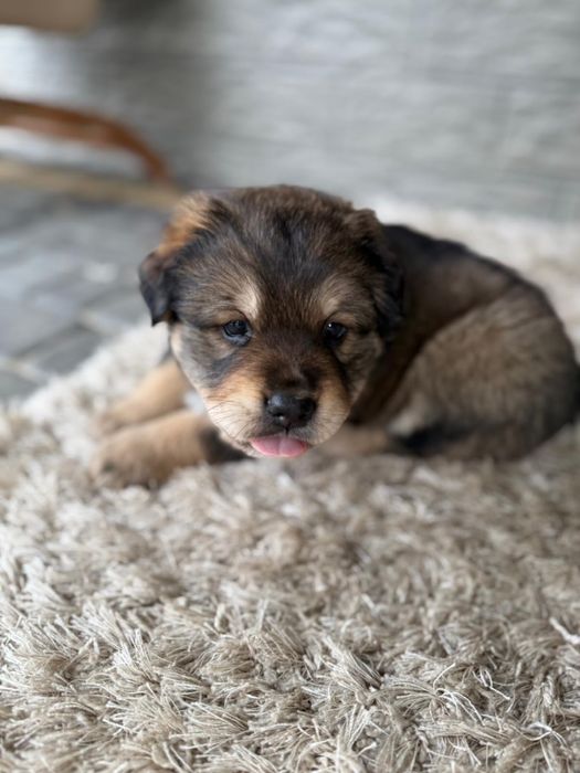 Małe Szczeniaki szukaja domu