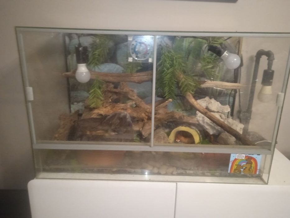 Wąż zbożowy półtora roczny