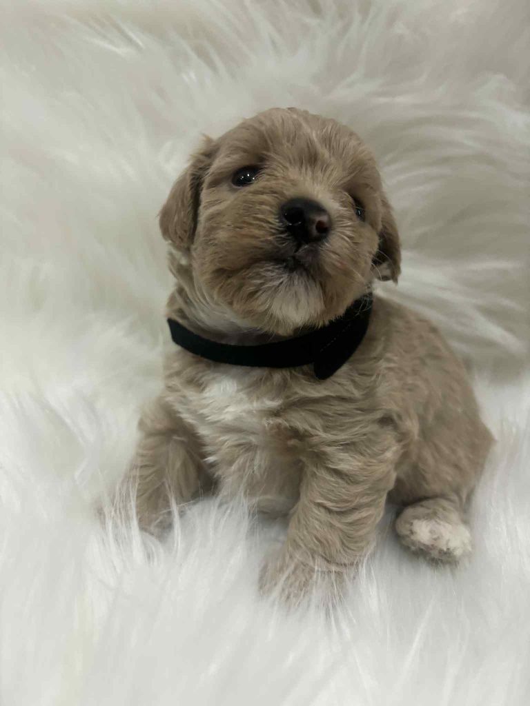 Maltipoo chlopak
