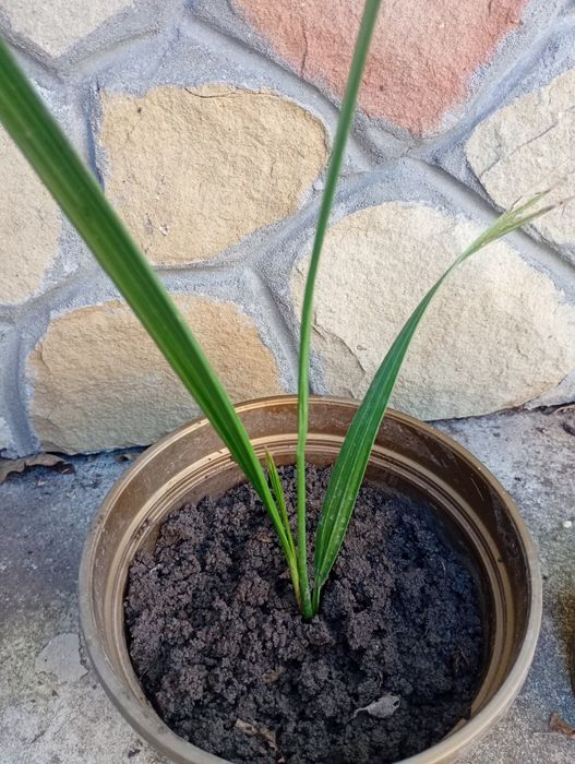 Фінікова пальма домашня