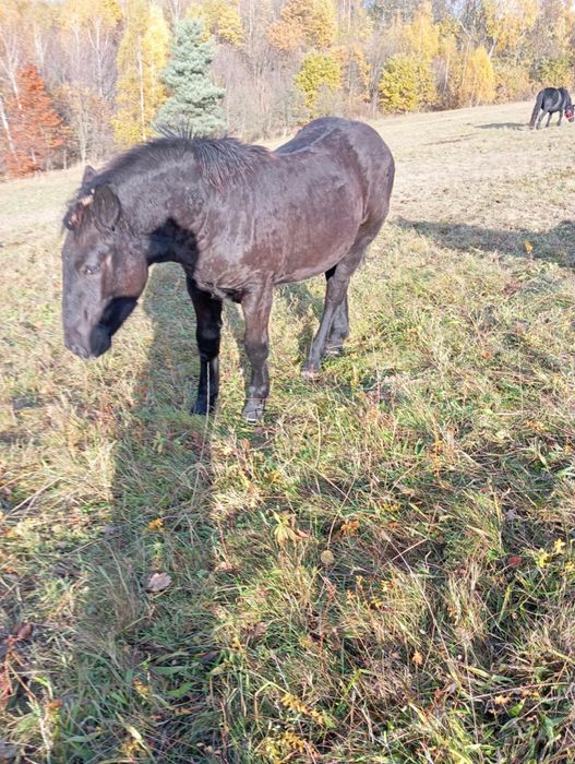 Sprzedam źrebince zimnokrwiste