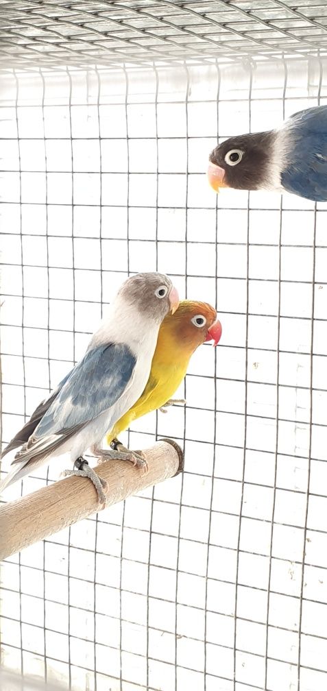 Agapórnis personatus