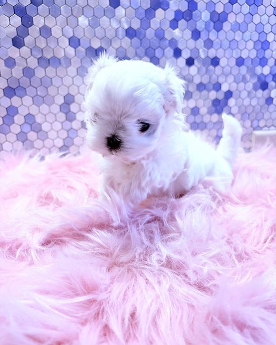 Maltańczyk Szczeniak