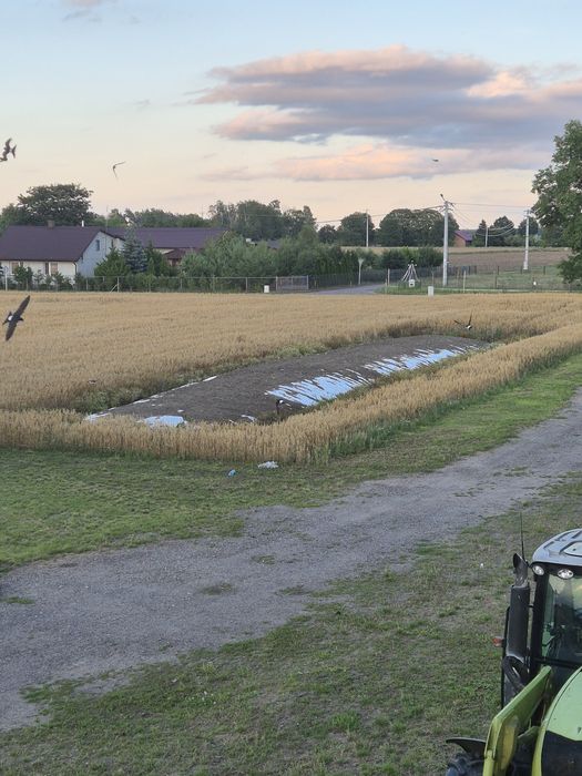 Sprzedam kiszonka z kukurydzy zeszłoroczna nie napoczęta