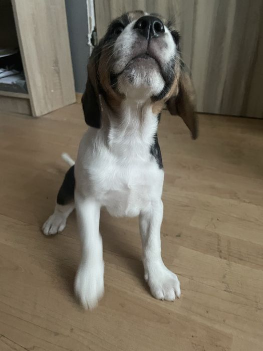 Beagle i beagle z owczarkiem australijskim