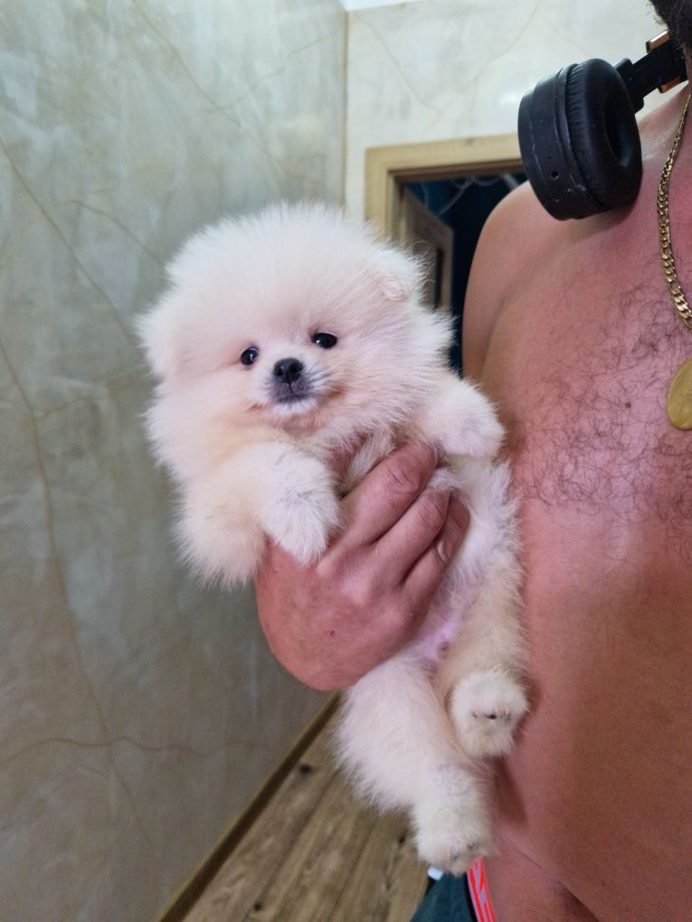 Szpic miniaturowy Pomeranian Boo 2xszczepienia wyprawka I leg
