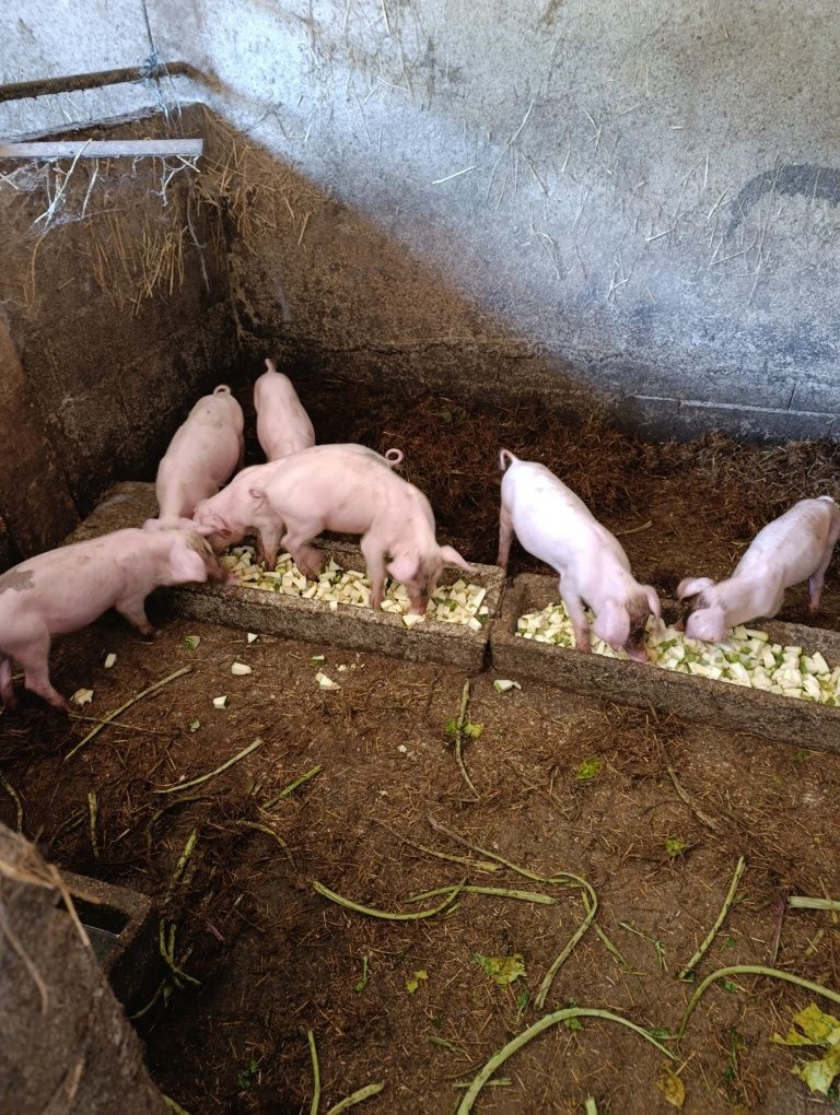 Leitões para venda