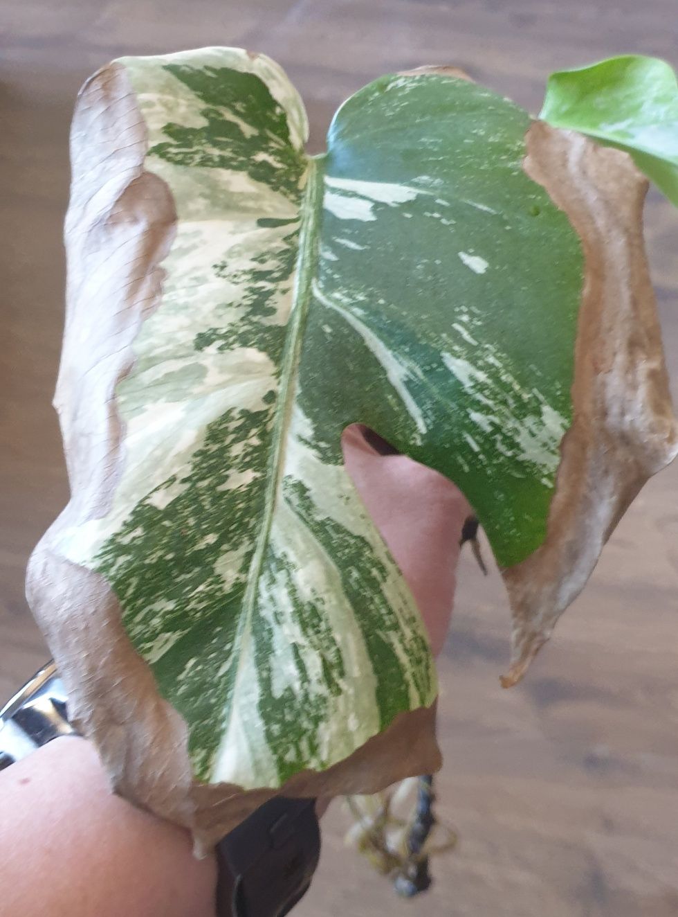 Monstera variegated