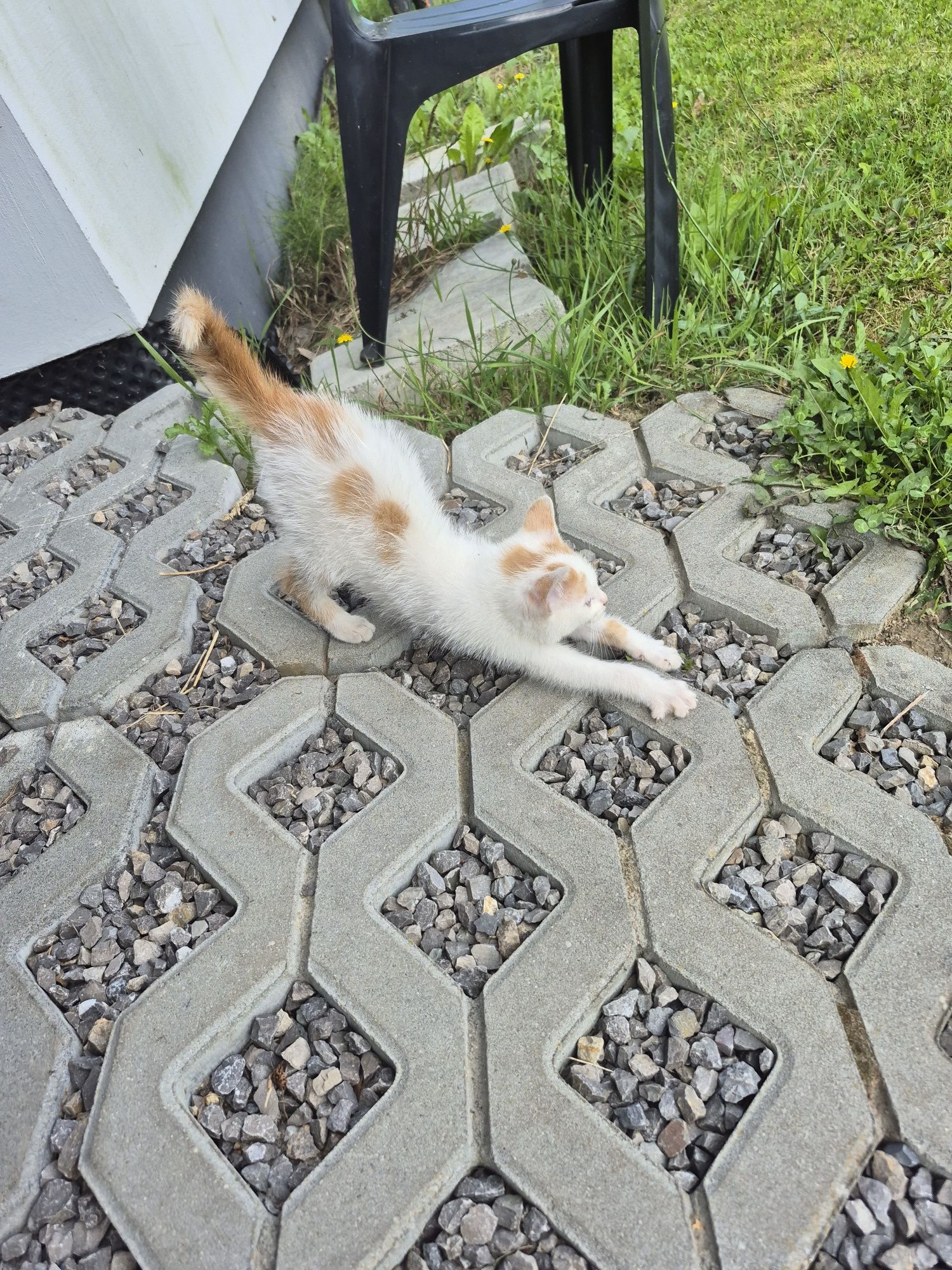 Kot kotek oddam kocica