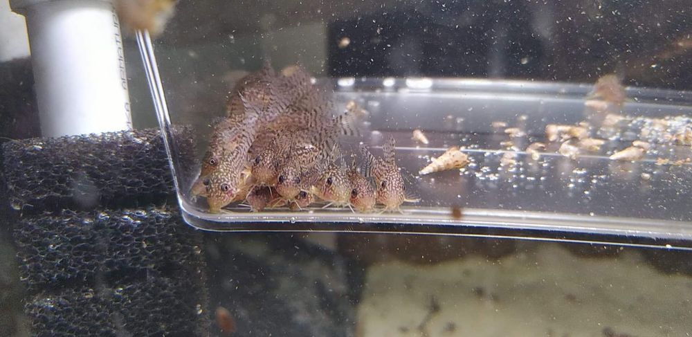 Kirys, kirysek corydoras sterbai, sterbi