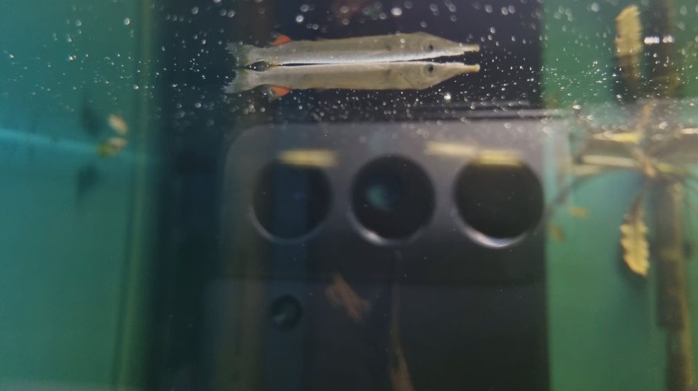 Półdziobek karłowaty 3-4 cm