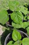 Oxytree, paulownia