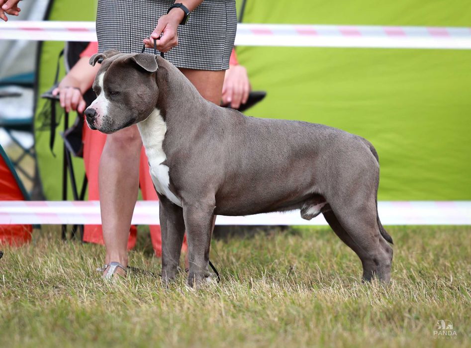 American Staffordshire Terrier ZKwP Amstaff FCI, mocny błękitny samiec