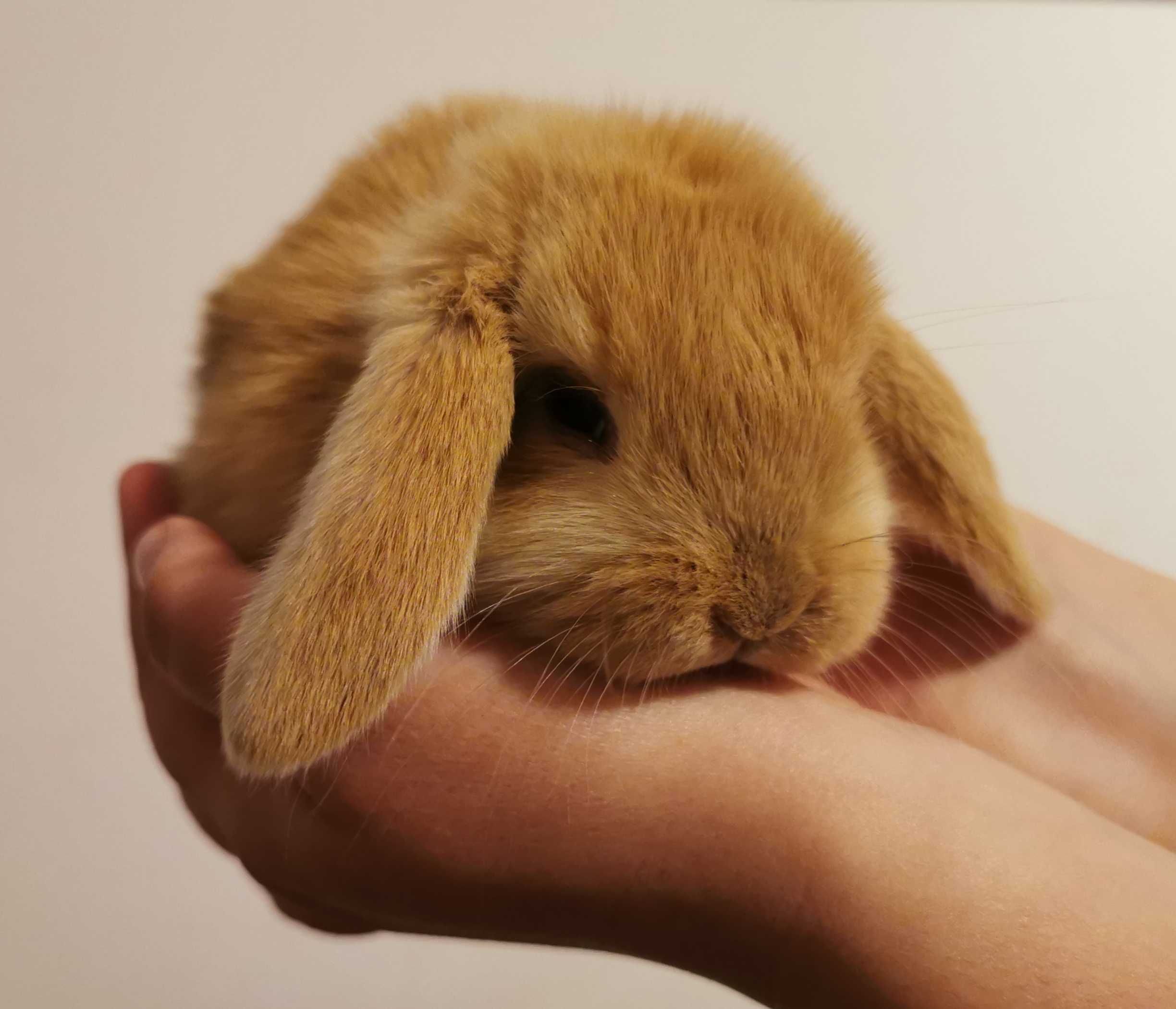 KIT Coelhos anões mini lop(orelhudos) super dóceis