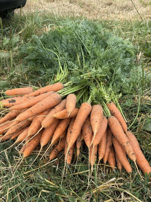 Морква ДОМАШНЯ непідсипана