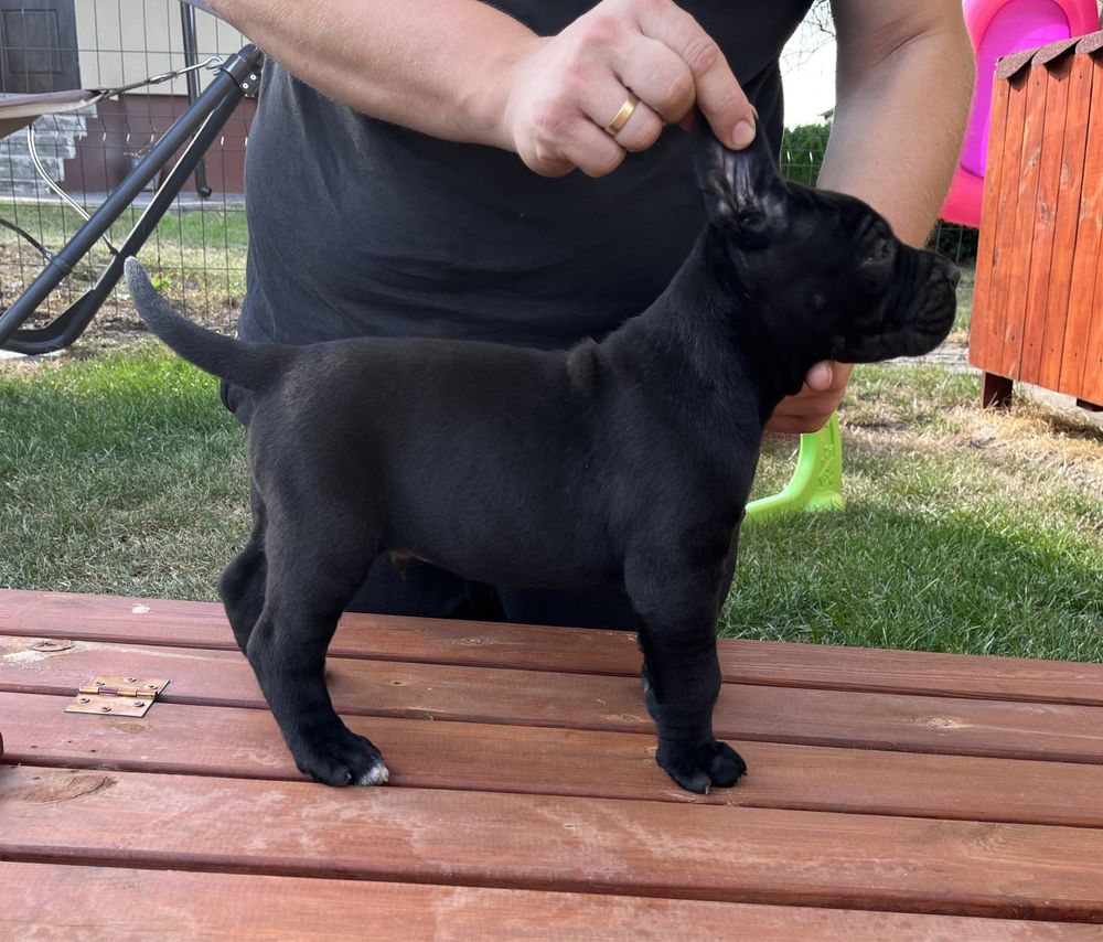 Cane Corso Italiano