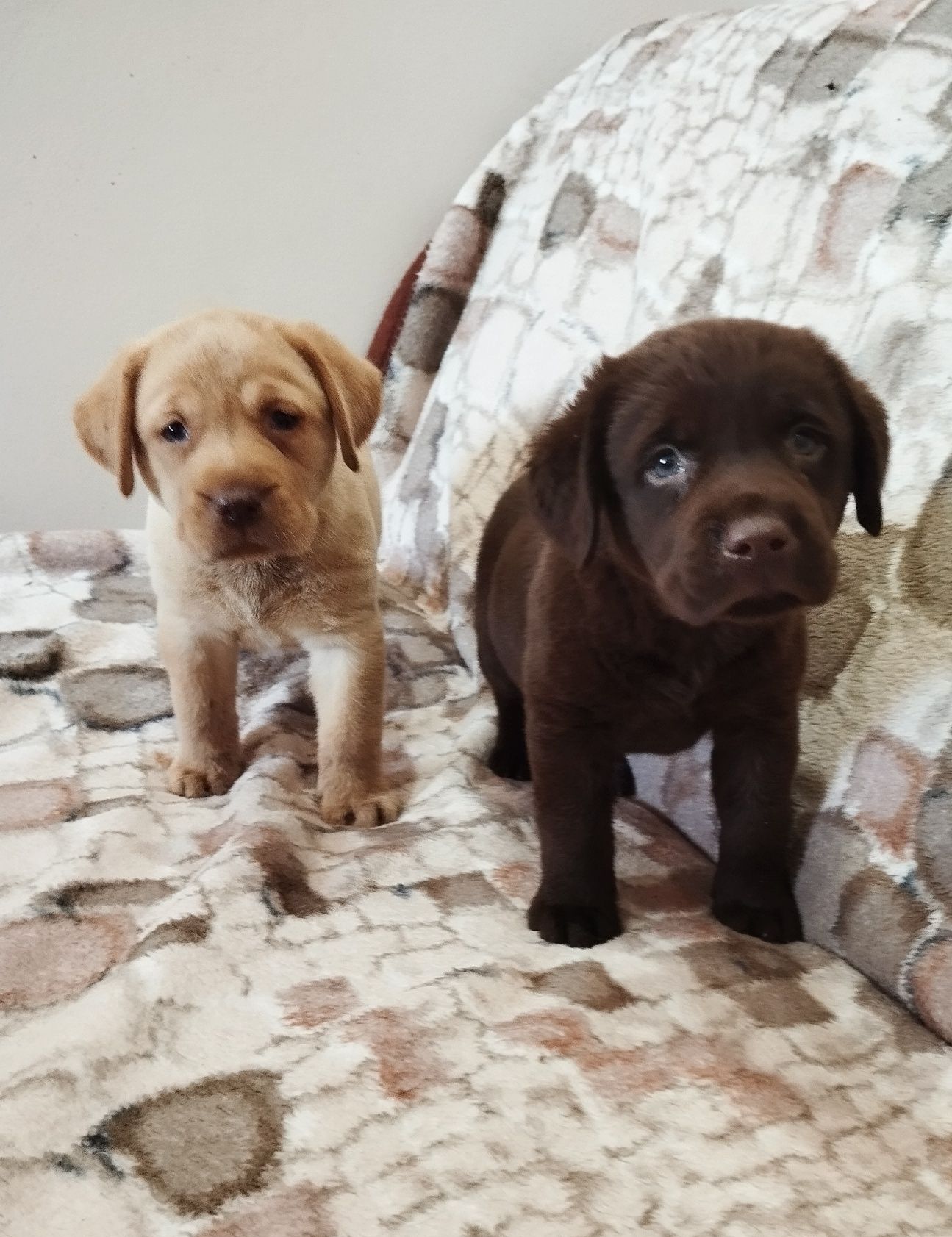 Sprzedam szczenię labradora