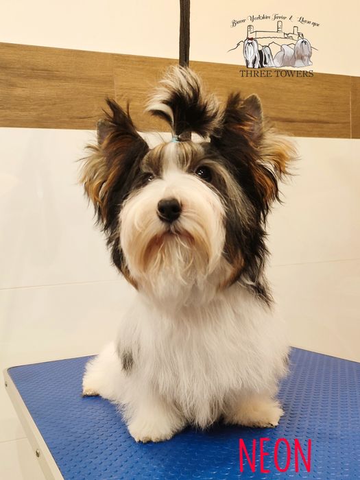 Biewer Yorkshire Terrier NEON, York